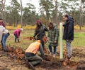 Mitglieder pflanzten 600 neue Bäume im Schermbecker Volksbank-Wald