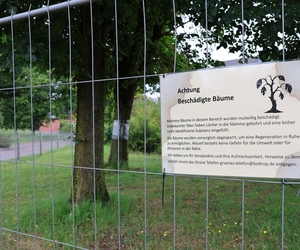 Am 17. Juni ging ein Hinweis beim Fachbereich Umwelt und Grün ein, dass an mehreren Bäumen braunes Laub aufgefallen sei.