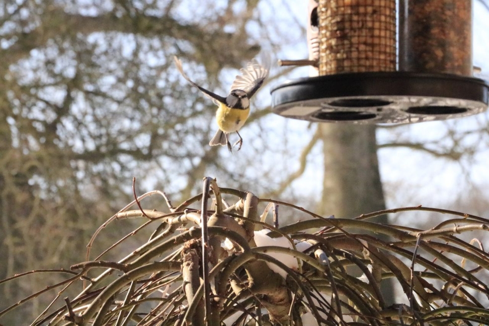 Das richtige Futter für Vögel im Winter und das ganze Jahr über. Der NABU NRW hat uns wichtige Tipps zur richtigen Vogelfütterung gegeben.