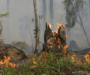 Trockenheit in Bottrop: Förster und Feuerwehr warnen vor Waldbrandgefahr