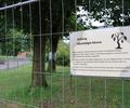 Am 17. Juni ging ein Hinweis beim Fachbereich Umwelt und Grün ein, dass an mehreren Bäumen braunes Laub aufgefallen sei.