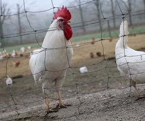 Kirchhellen und die Vogelgrippe: Züchter schützen Tiere, Vogelschau steht auf der Kippe