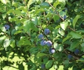 Der blaue Sommer beginnt