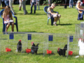 Zwei bunte Wettbewerbe