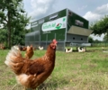 Huhnpatenschaft am Rotthoffs Hof