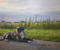 Haltung „gefährlicher oder großer Hunde“ in Gladbeck
