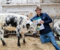 Kirchhellener Einsatz für tierfreundliche Landwirtschaft