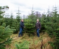 Heidhof setzt dieses Jahr aus: Hier können Sie trotzdem einen Baum schlagen
