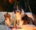 Silvester mit Hund