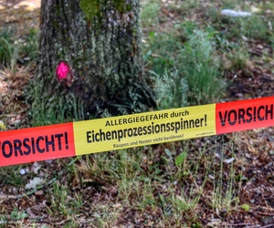 Kampf gegen Eichenprozessionsspinner