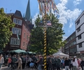 Frühlingsbote steht wieder in der Innenstadt