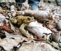 Amphibienschutz in Gladbeck