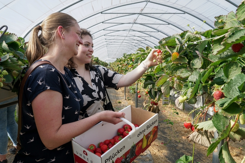 BILDERSTRECKE - Flirten im Erdbeertunnel beim Singlepflücken