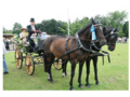 Mit Pferd und Wagen durch die Welt fahren