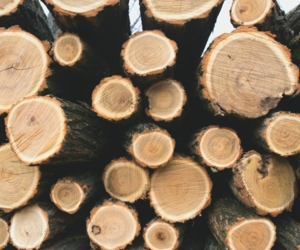 Im Dorstener Stadtgebiet werden in Kürze Bäume an den Kreisstraßen gefällt, verkündet der Kreis Recklinghausen.