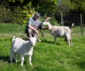 Frische Ziegenmilch vom Hobby-Landwirt