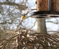 Das richtige Futter für Vögel im Winter und das ganze Jahr über. Der NABU NRW hat uns wichtige Tipps zur richtigen Vogelfütterung gegeben.