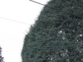 Mehr als nur ein Baum