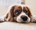 Hundeleid statt Hundeglück