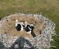 Gahlener Storchennachwuchs
