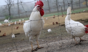 Aufstallungspflicht für Geflügel in Bottrop und Kirchhellen beendet