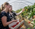 BILDERSTRECKE - Flirten im Erdbeertunnel beim Singlepflücken