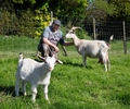 Frische Ziegenmilch vom Hobby-Landwirt