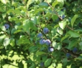 Der blaue Sommer beginnt
