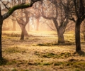 Aktion „Klimabäume – Unsere Streuobstwiese“