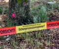 Kampf gegen Eichenprozessionsspinner