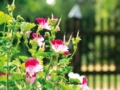 Aktion Offene Gartenpforte Schermbeck