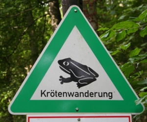 Ehrenamtliche Helfer unterstützen bei  der  Krötenrettung
