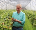 Kein Muttertag ohne Erdbeeren: Am Wochenende startet die Selbstpflück-Saison