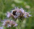 Insektenfreundliches Gärtnern