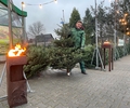 Wenn der Baumkauf zum Erlebnis wird: Hier gibt es die schönsten Tannenbäume im Dorf