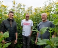 Bienen fühlen sich sichtlich wohl auf den Silphie-Feldern