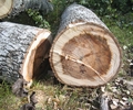 Fällarbeiten im Buerschen Wald