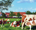 Der Online-Bauernmarkt „Green Farmer“ startet durch