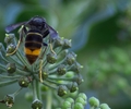 Auch in Schermbeck: Hornissenart gefährdet heimische Insektenwelt