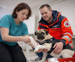 Praxisnaher Erste-Hilfe-Kurs für Hundehalter in Schermbeck